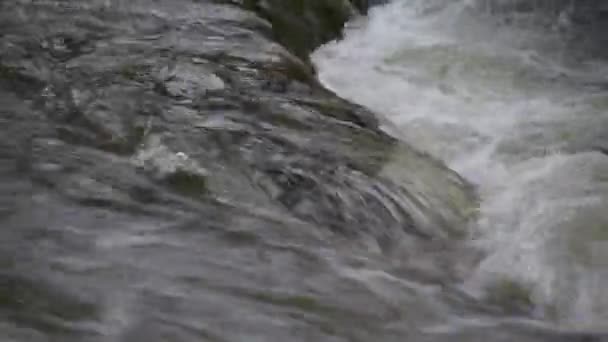 山の春の森の中を流れる川 — ストック動画