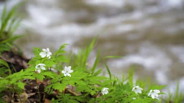 Fiume Che Scorre Una Foresta Primaverile Montagna — Video Stock