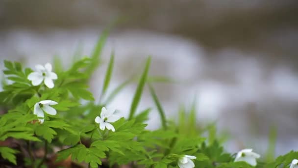 Fiume Che Scorre Una Foresta Primaverile Montagna — Video Stock