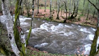 Dağlık bir bahar ormanında akan nehir.