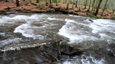 Dağlık bir bahar ormanında akan nehir.