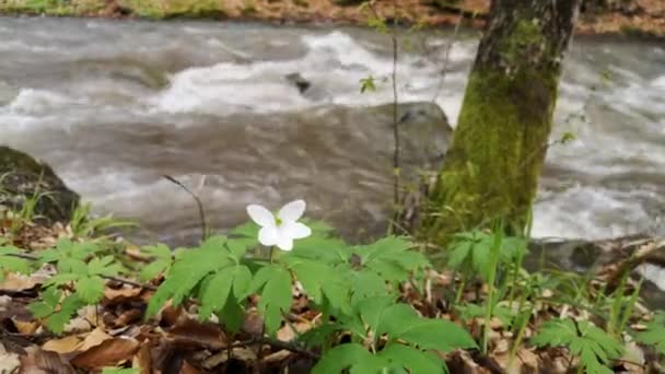 Rivière Coulant Dans Une Forêt Montagneuse Printanière — Video