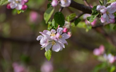 Karpatya dağlarında çiçek açan ağaç dalları