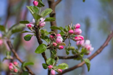 Karpatya dağlarında çiçek açan ağaç dalları