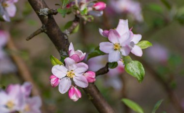 Karpatya dağlarında çiçek açan ağaç dalları
