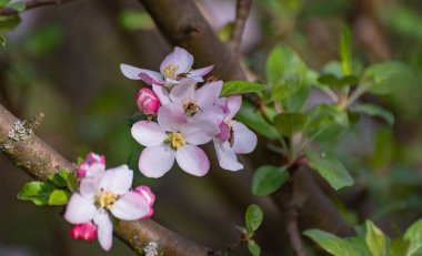 Karpatya dağlarında çiçek açan ağaç dalları