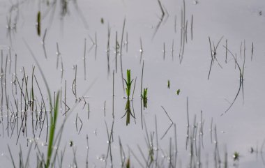 Dağlık kırlarda bahar gölü manzarası