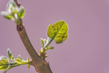 Paulownia 'nın en hızlı büyüyen ağacının gövdesinde yeni bir yaprak.