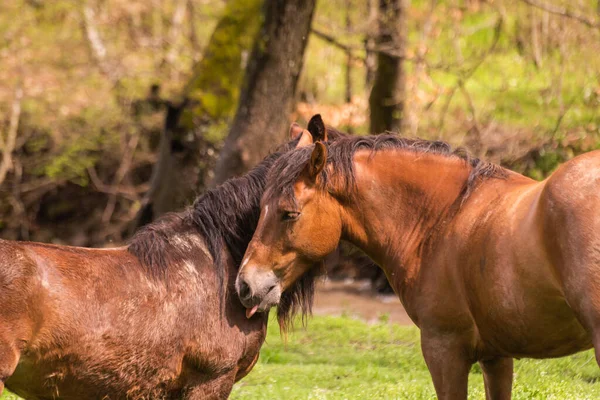 Par Cavalos Castanhos Num Momento Ternura — Fotografia de Stock