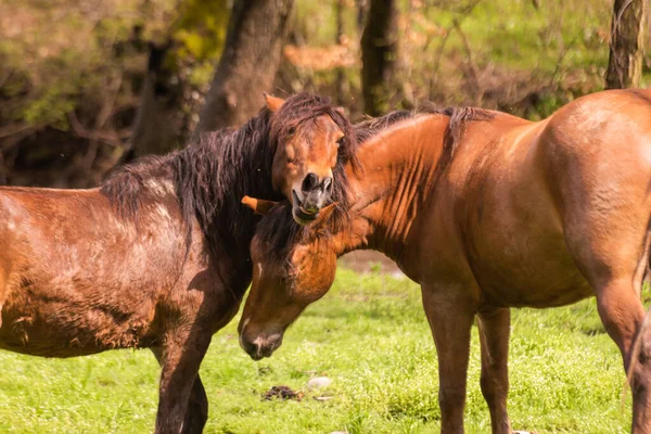 Ein Paar Braune Pferde Einem Moment Der Zärtlichkeit — Stockfoto