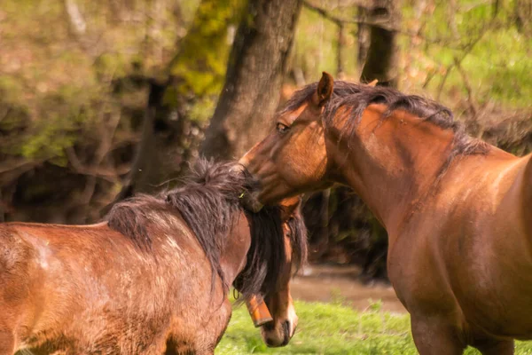 Une Paire Chevaux Bruns Dans Moment Tendresse — Photo