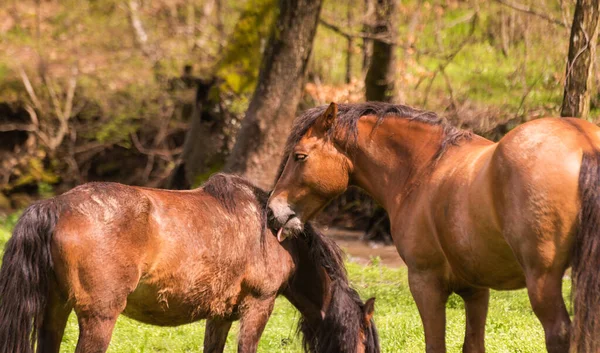 Ein Paar Braune Pferde Einem Moment Der Zärtlichkeit — Stockfoto