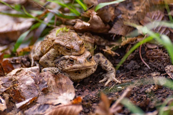 Two Frogs Wild Spring — Stock Photo, Image