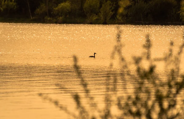 Paisaje Del Lago Primavera Campo Montañoso —  Fotos de Stock