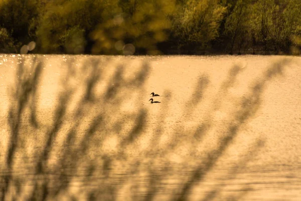 Printemps Paysage Lacustre Dans Campagne Montagneuse — Photo