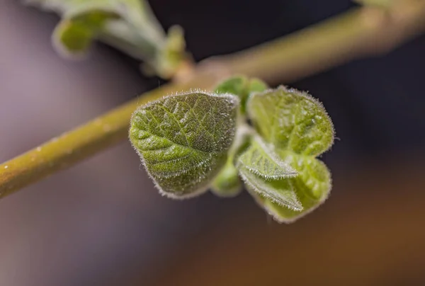 Paulownia Nın Hızlı Büyüyen Ağacının Gövdesinde Yeni Bir Yaprak — Stok fotoğraf