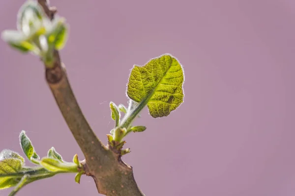 New Leaf Trunk Fastest Growing Tree World Paulownia — Stock Photo, Image