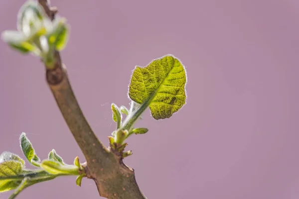 Paulownia Nın Hızlı Büyüyen Ağacının Gövdesinde Yeni Bir Yaprak — Stok fotoğraf