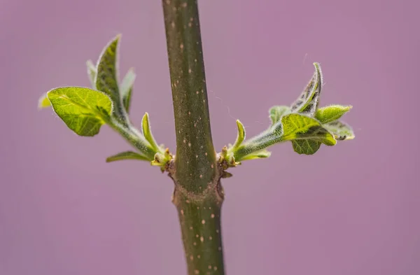 Levél Paulownia Világ Leggyorsabban Növekvő Fájának Törzsén — Stock Fotó