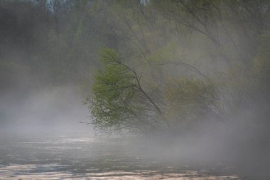 Dağ nehrinde sisli bir bahar akşamı
