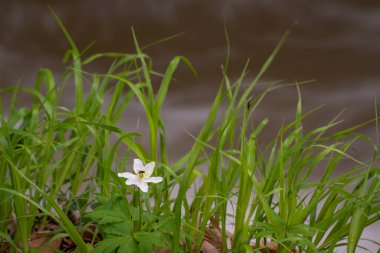 Dağlık bir bahar ormanında akan nehir.