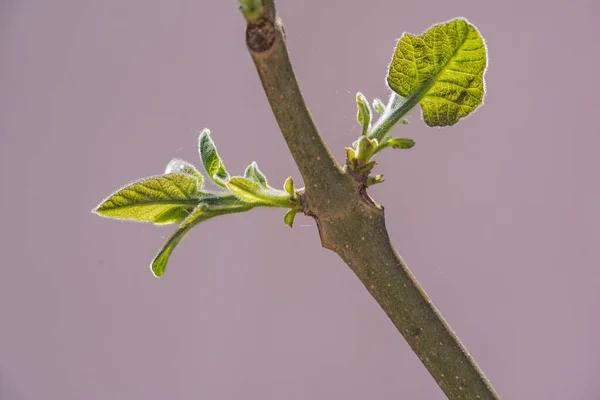 Paulownia Nın Hızlı Büyüyen Ağacının Gövdesinde Yeni Bir Yaprak — Stok fotoğraf