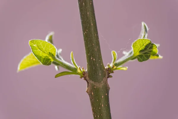 Nova Folha Tronco Árvore Crescimento Mais Rápido Mundo Paulownia — Fotografia de Stock