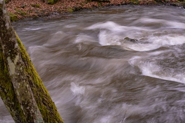 Rivière Coulant Dans Une Forêt Montagneuse Printanière — Photo