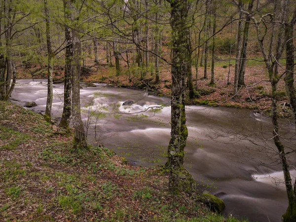 Река Горном Весеннем Лесу — стоковое фото