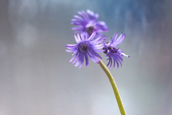 Uma Flor Selvagem Roxa Rara — Fotografia de Stock