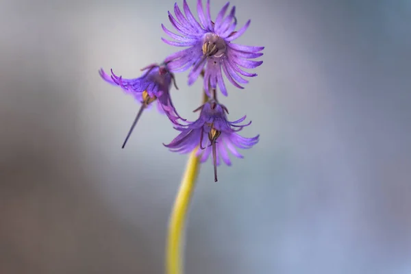Vzácný Fialový Květ — Stock fotografie