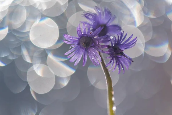 Рідкісна Фіолетова Дика Квітка — стокове фото