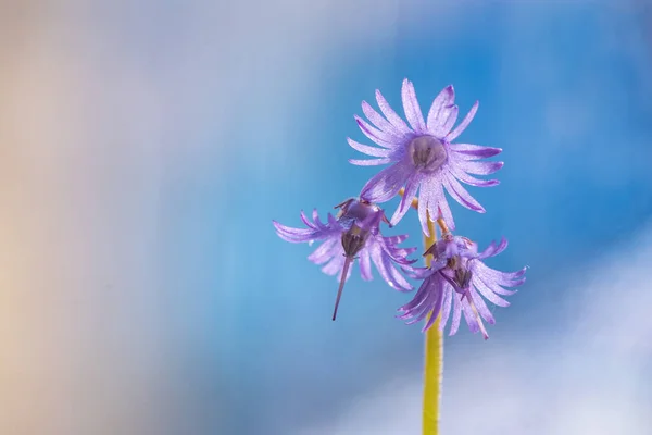 Una Rara Flor Silvestre Púrpura —  Fotos de Stock