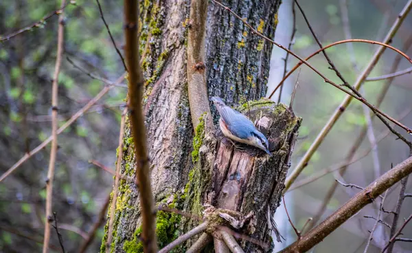 Mavi Orman Kuşu Ağaç Gövdesinde — Stok fotoğraf