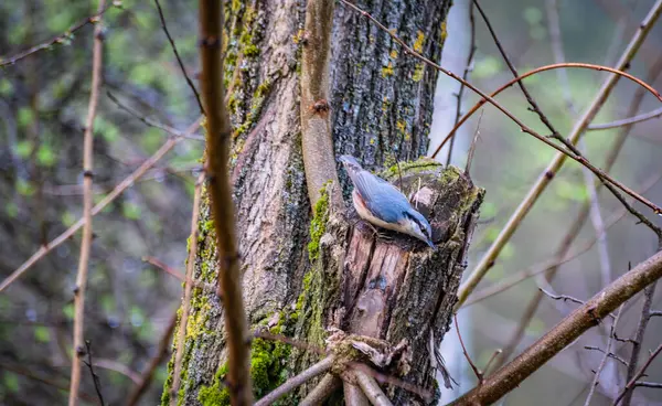 Blauwe Bosgaai Een Boomstam — Stockfoto