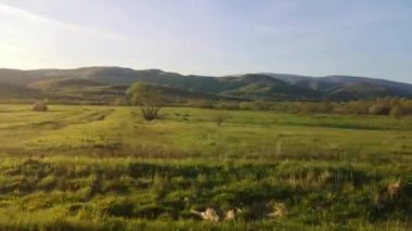 Bir SUV ilkbaharda Karpatlar 'ın kırsal bölgelerinde dolaşır.