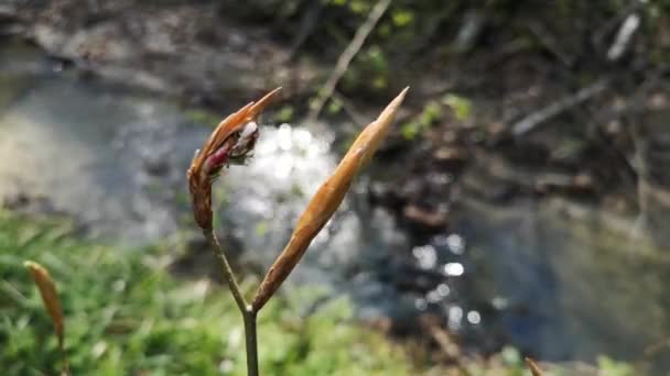 山泉森林中的野生森林枫树 — 图库视频影像