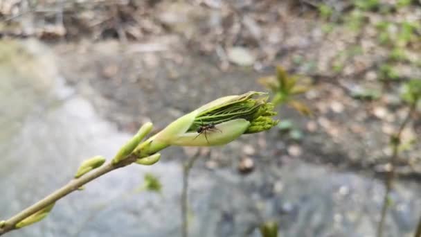 Arce Silvestre Bosque Primavera Montaña — Vídeo de stock