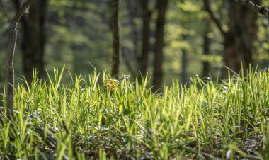 Dağ ormanındaki genç bitkiler 