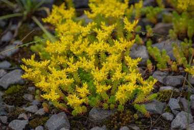 Dağ ormanındaki genç bitkiler 
