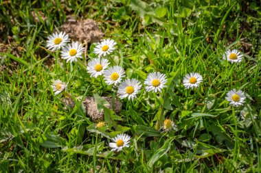 Baharda bir dağ ormanında açan parlak papatyalar.