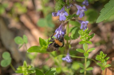 Yabanarısı akciğerotundan nektar topluyor.