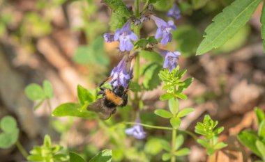 Yabanarısı akciğerotundan nektar topluyor.