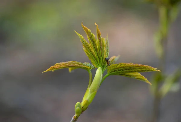 Maple Floresta Selvagem Floresta Primavera Montanha — Fotografia de Stock