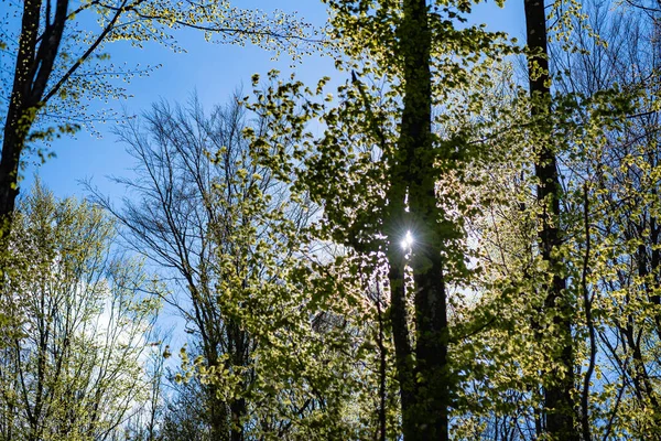 Slunce Svítí Skrze Bukovou Korunu Horském Lese — Stock fotografie