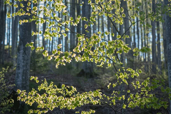 Sonne Scheint Durch Die Buchenkrone Bergwald — Stockfoto