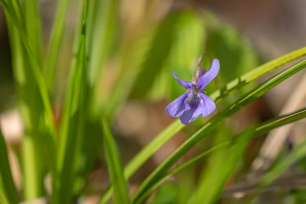 Fényes Kék Ibolya Tavasszal Egy Hegyi Erdőben — Stock Fotó