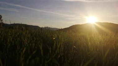 Günbatımının arka planında genç otların olduğu bir açıklık