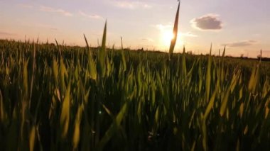 Gün batımında yeni tahıl mahsulleri olan bir tarla.