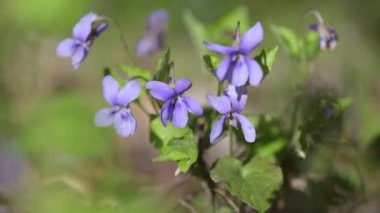 Baharda bir dağ ormanında açan parlak mavi menekşe.